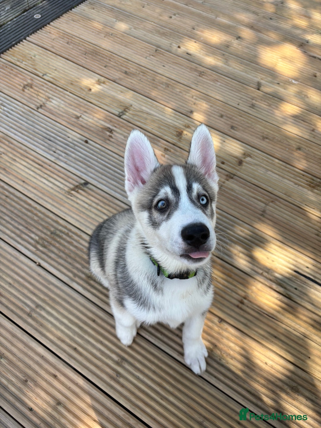 Siberian Husky dogs for sale: LAST Siberian Husky Puppy - Fully Vaccinated - Image 8