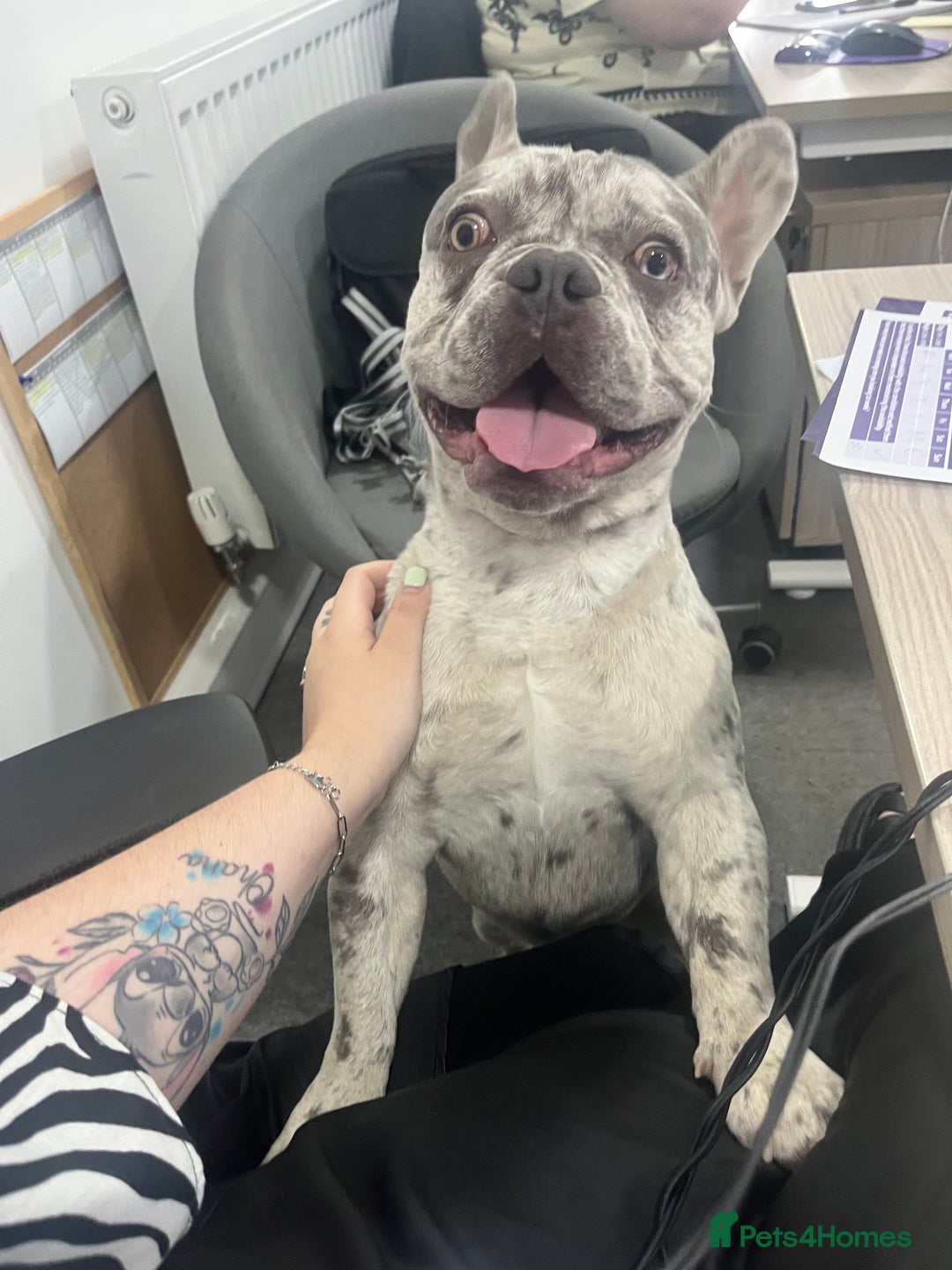 French Bulldog dogs for stud: Rolo Boy ready for the ladies 😍 - Image 3