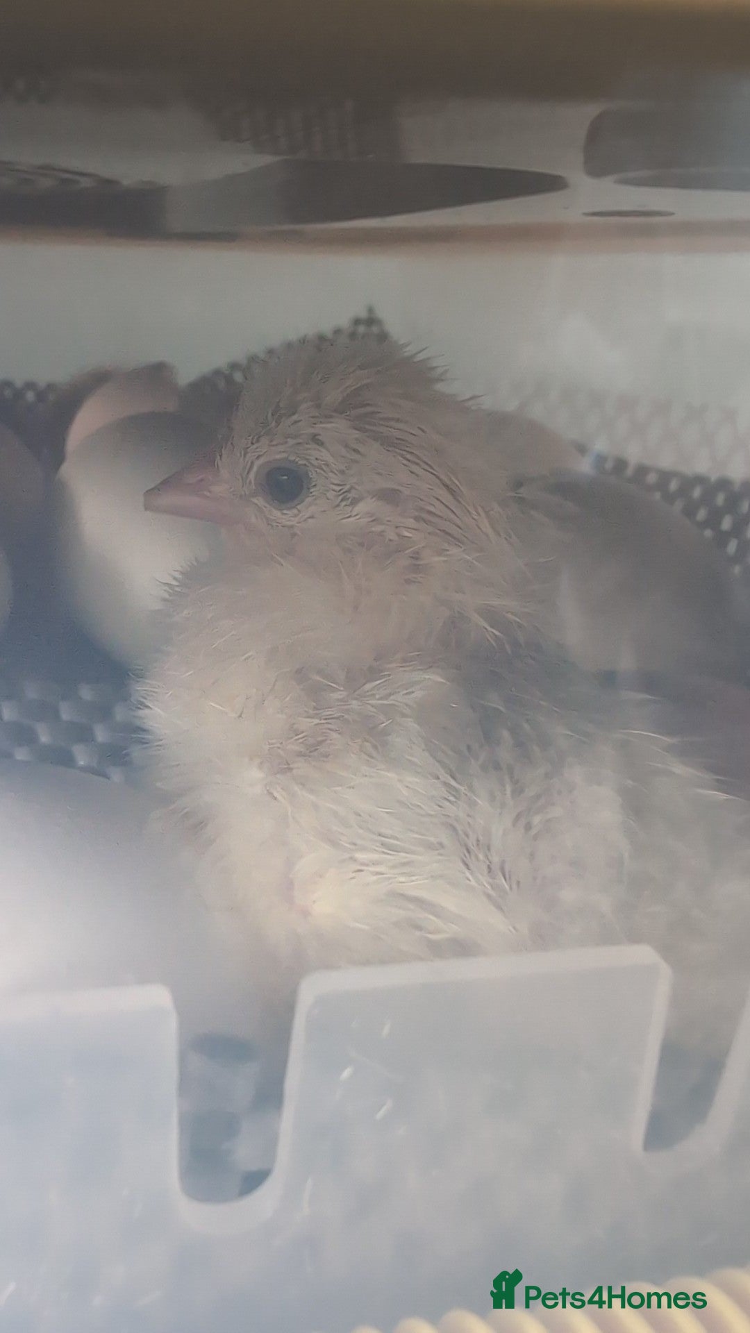 Chickens poultry Day old pekin chicks £5 each  - Advert 1