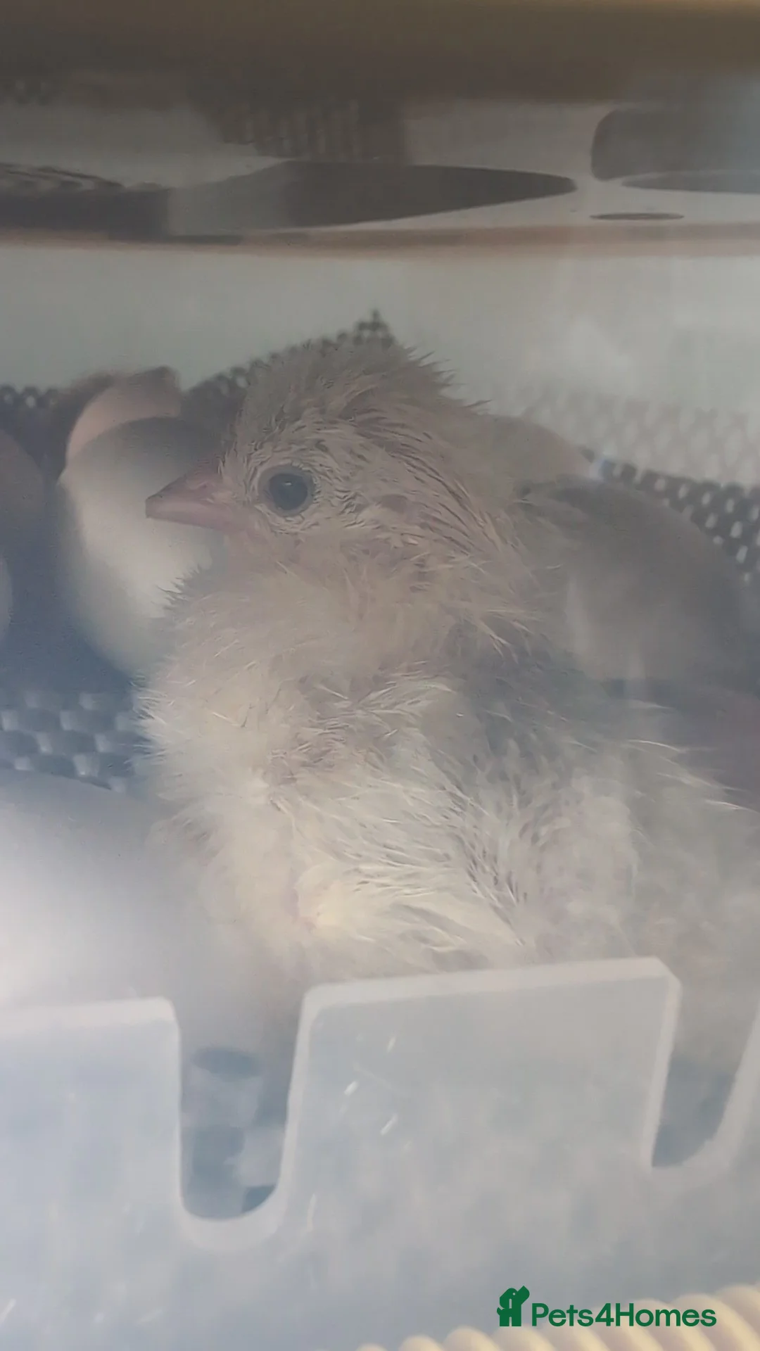 Chickens poultry for sale: Day old pekin chicks £5 each  in Spalding - Advert 1