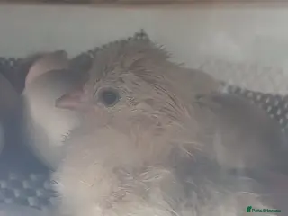 Chickens poultry Day old pekin chicks £5 each - Advert 3