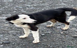Border Collie dogs for sale: Border Collie Male - Image 2