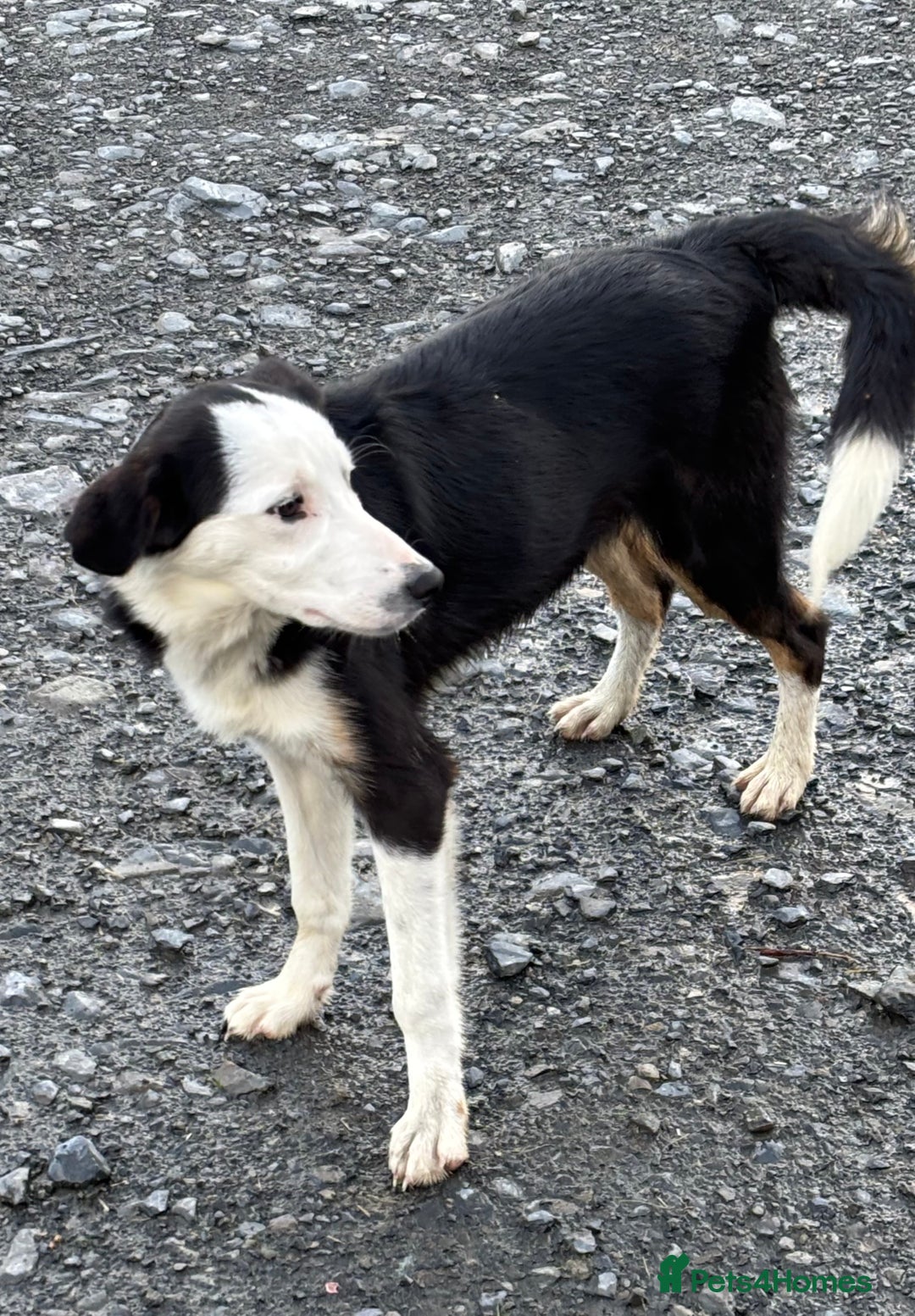 Border Collie dogs for sale: Border Collie Male - Image 2