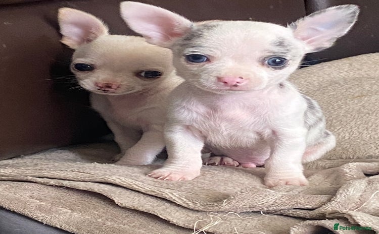 Chihuahua dogs - Advert 4