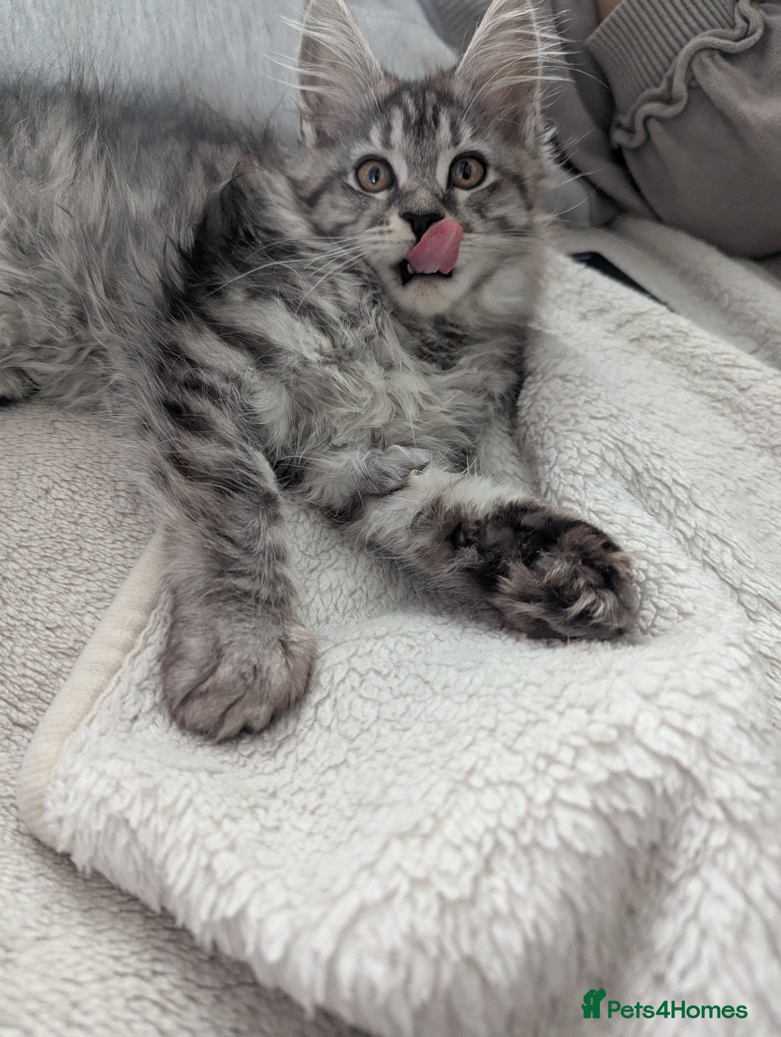 Maine Coon cats Exceptional Maine Coon Kittens for Loving Homes - Advert 16