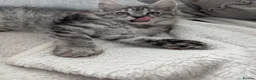 Maine Coon cats for sale: Exceptional Maine Coon Kittens for Loving Homes - Advert 1