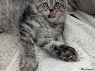 Maine Coon cats Exceptional Maine Coon Kittens for Loving Homes - Advert 16