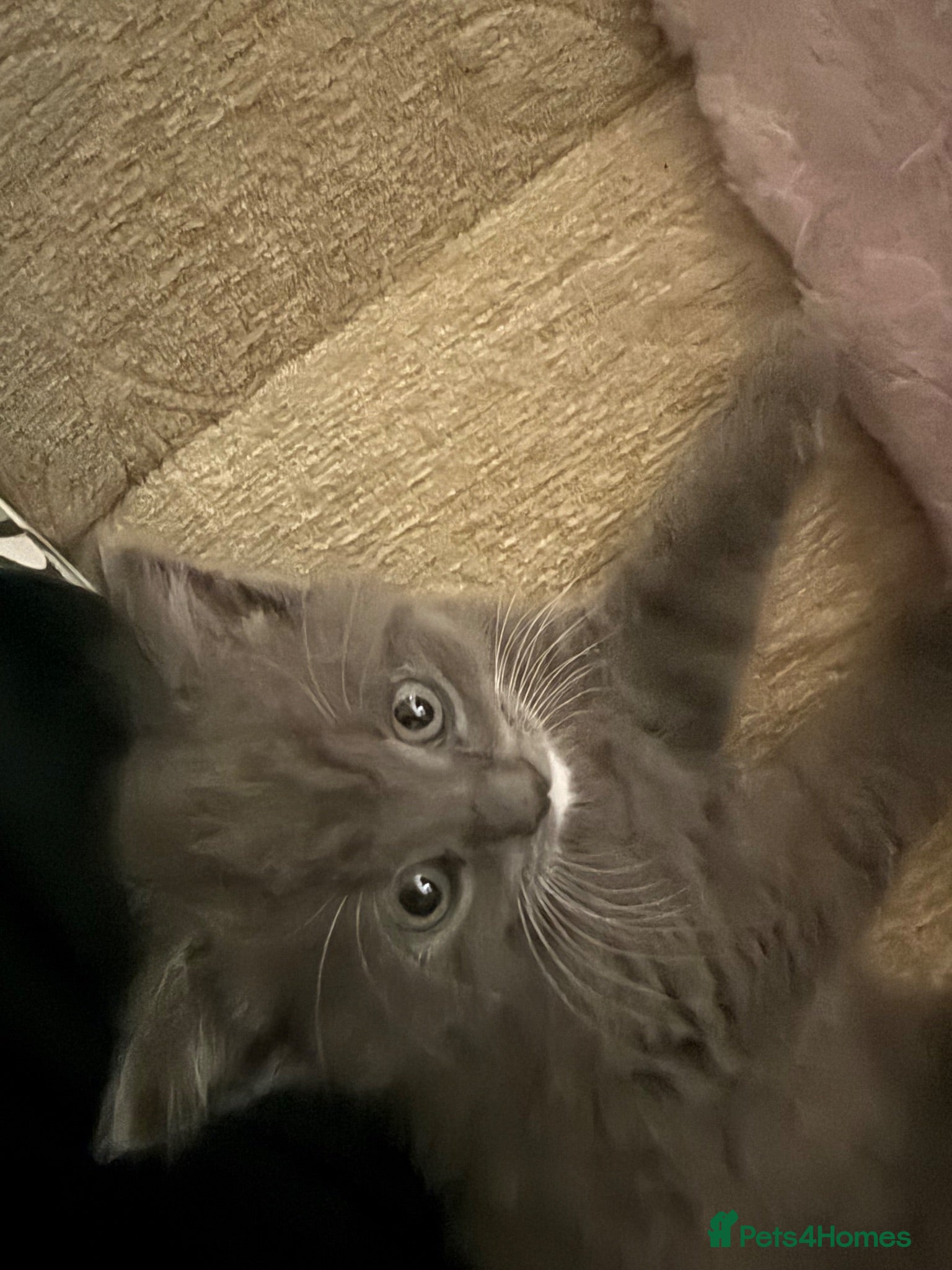 Mixed Breed cats gorgeous male half persian kitten! 🐱  - Advert 4