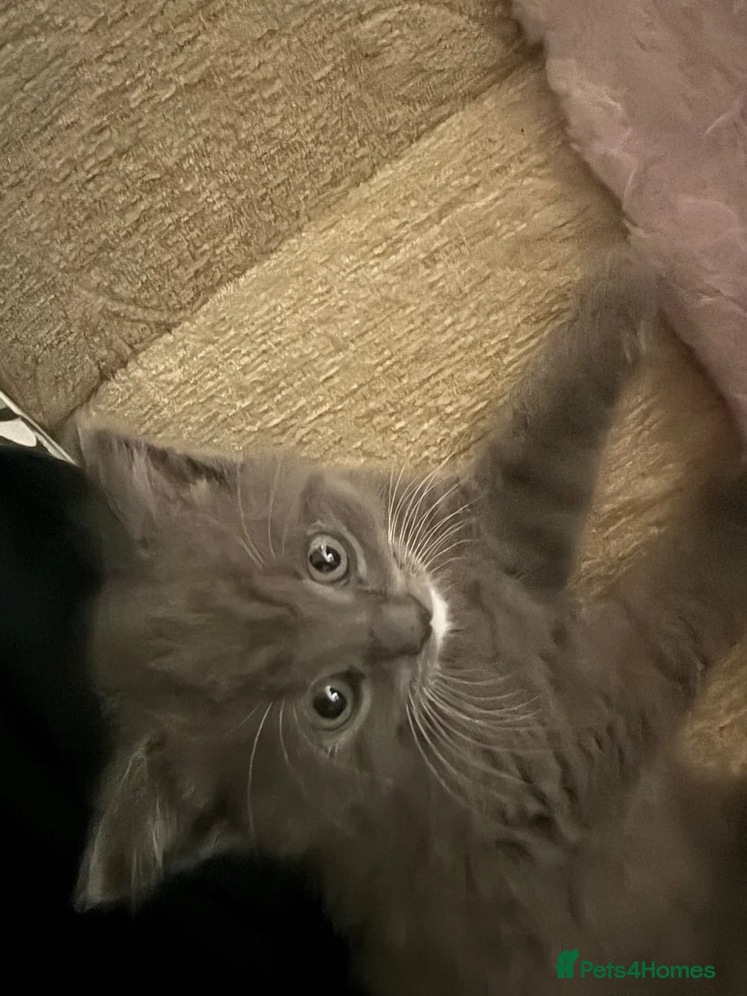 Mixed Breed cats for sale: gorgeous male half persian kitten! 🐱  - Advert 1