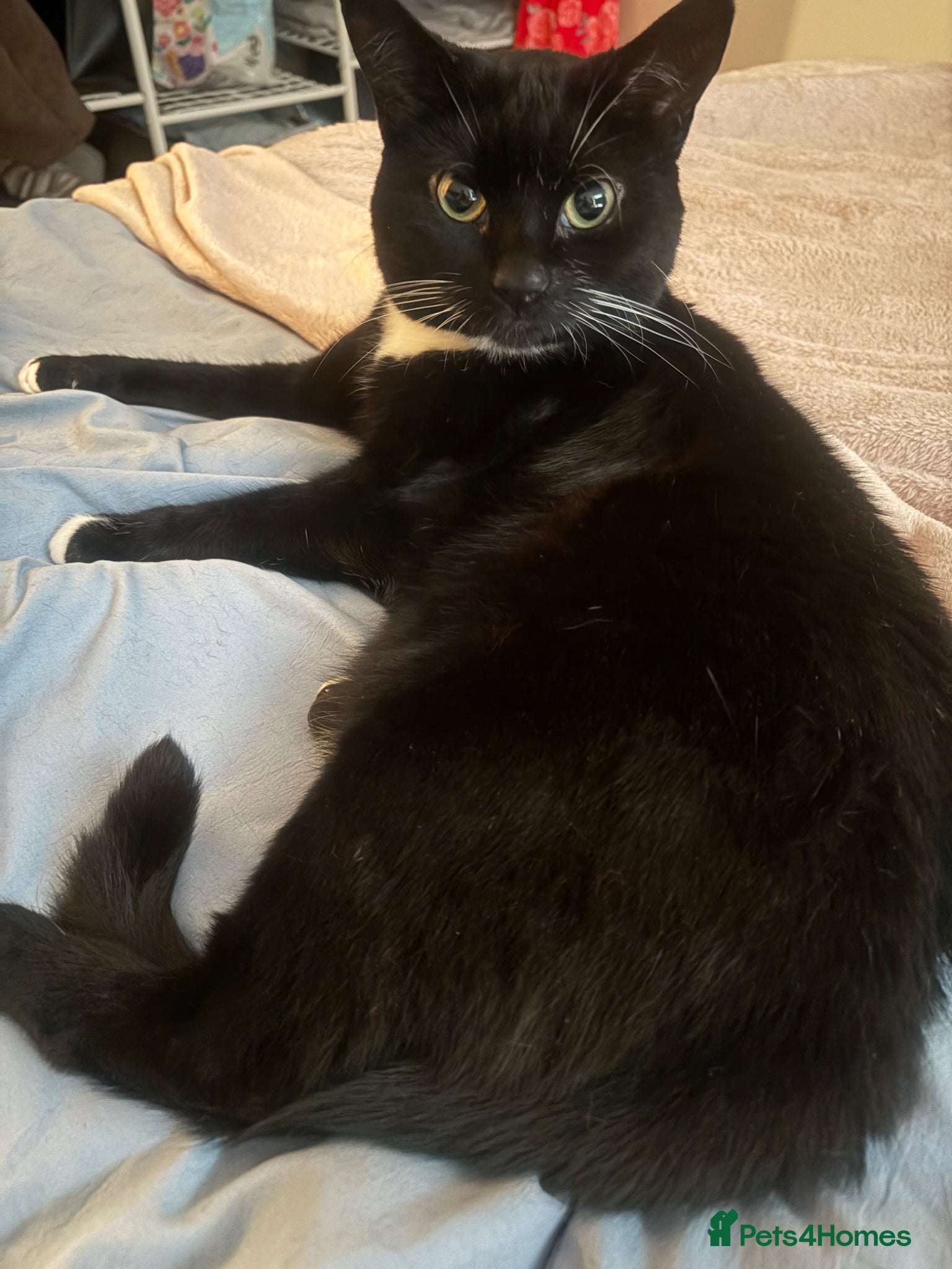 British Shorthair cats for sale: Male cat - Advert 2