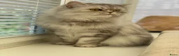 Persian cats for sale: Persian Cat - Advert 2