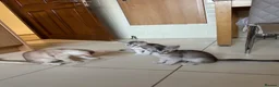 Abyssinian cats for sale: Silver Abyssinian kittens  - Advert 5