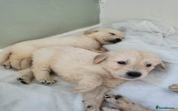 Golden Retriever dogs for sale: Golden retriever pups - Image 2
