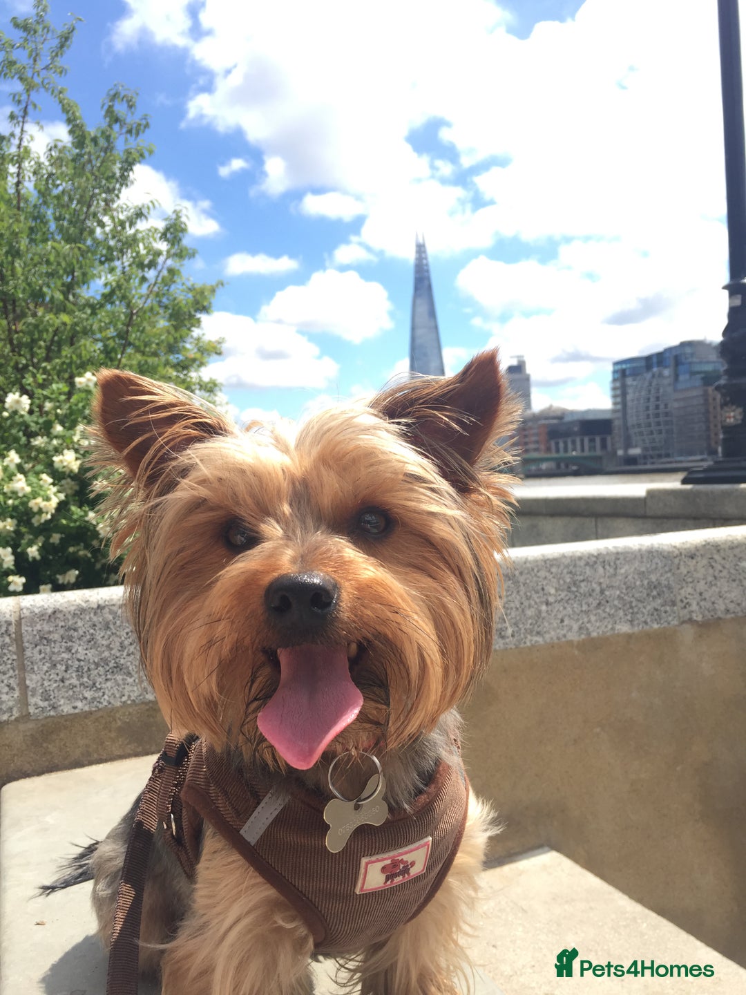 Yorkshire Terrier dogs for sale: Endearing Yorkie Looking for a New Home - Advert 3