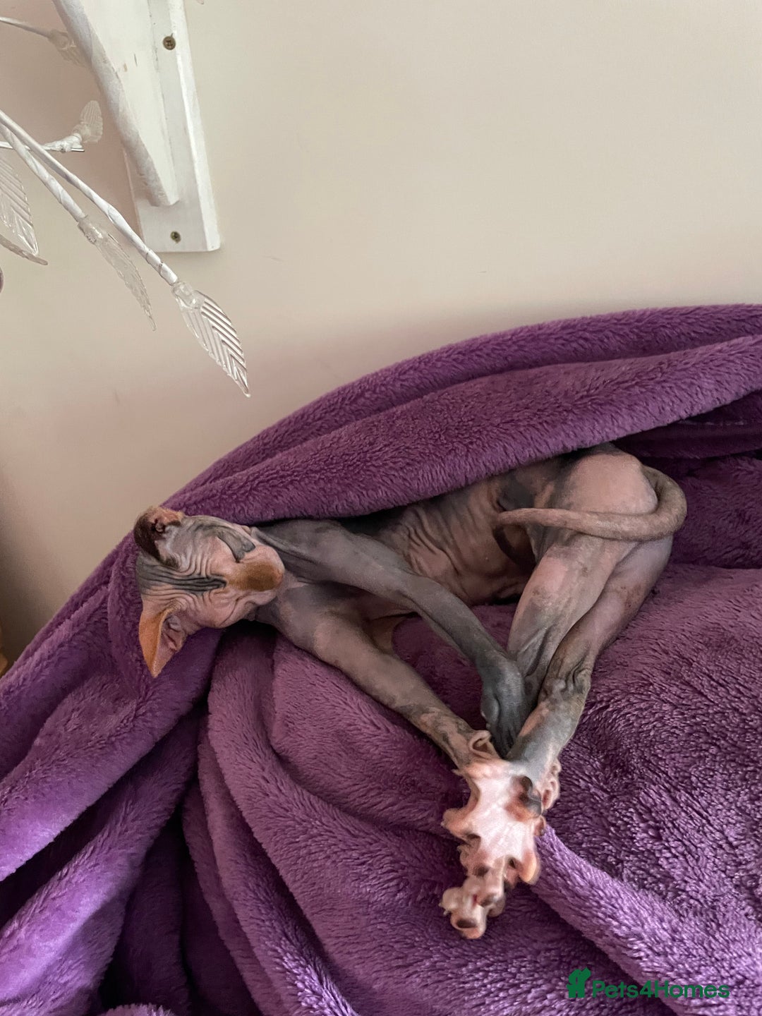 Sphynx cats for sale: Sphynx girl not neutered  - Image 14