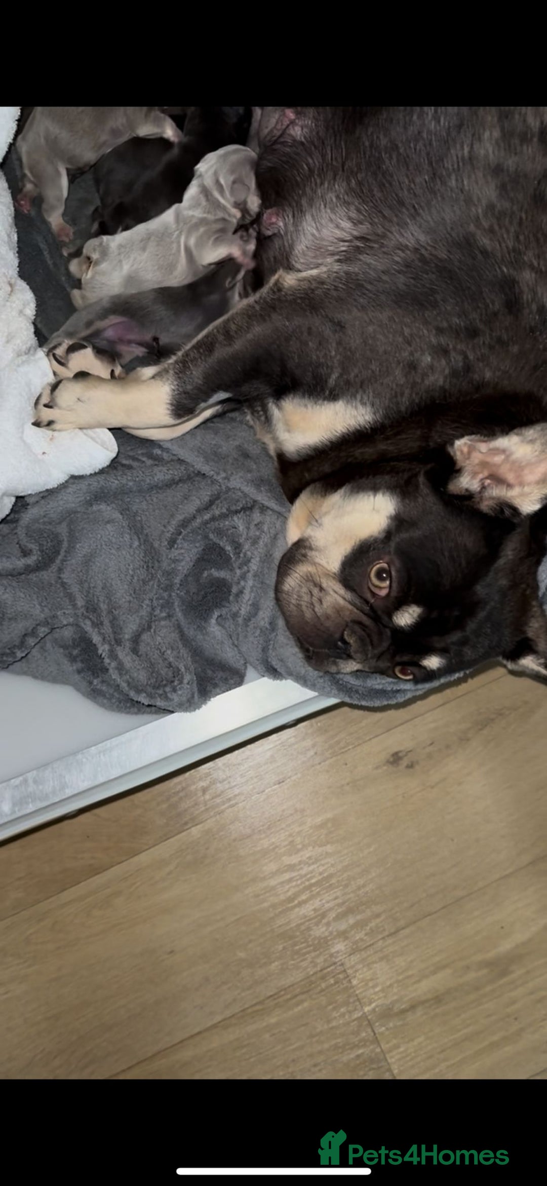 French Bulldog dogs for sale: Quality French bulldog puppies - Advert 4