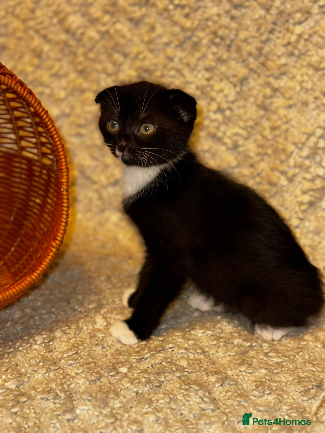Scottish Fold cats for sale: ✨️5x Scottish Fold/Straight kittens READY TO GO ✨️ - Advert 17