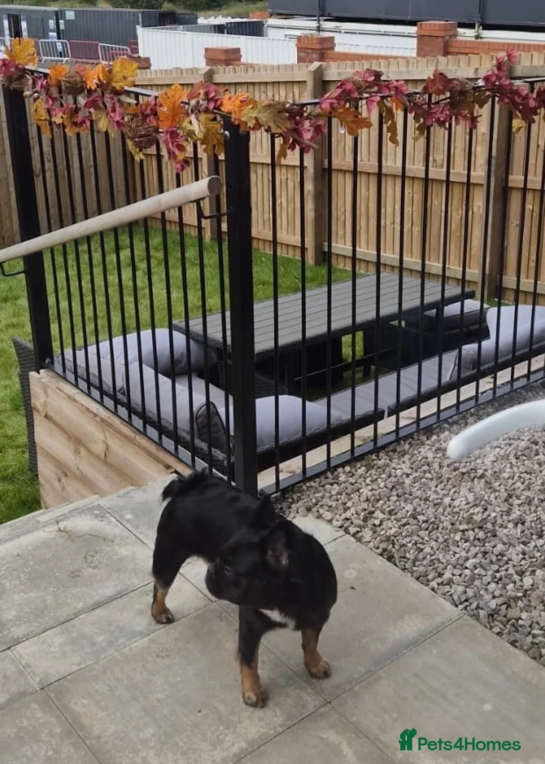 French Bulldog dogs for sale: Fluffy Frenchie requires new home - Advert 5
