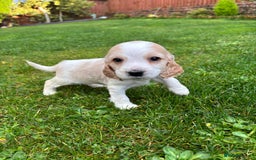 Cocker Spaniel dogs for sale: Show cocker spaniel puppies - Image 3