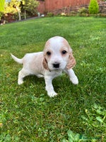 Cocker Spaniel dogs - Advert 1