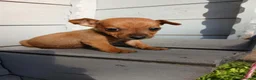 Border Terrier dogs for sale: 2 border terrier puppies for sale  - Advert 7