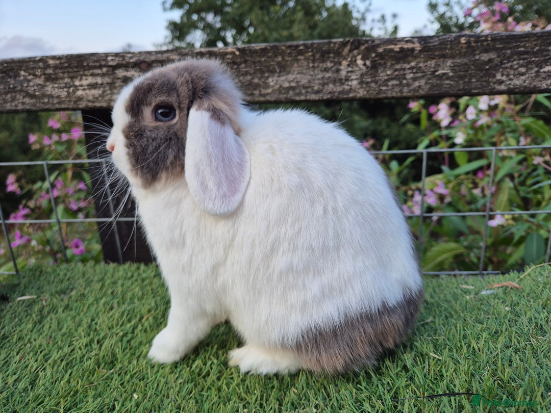 Mini Lop rabbits for sale: Adult mini lops for sale  - Image 3