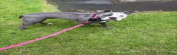 American Bulldog dogs for sale: Narla just over 1 year old  - Advert 2