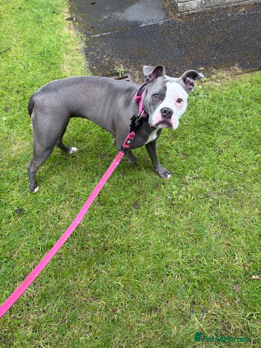 American Bulldog dogs for sale: Narla just over 1 year old  - Advert 2