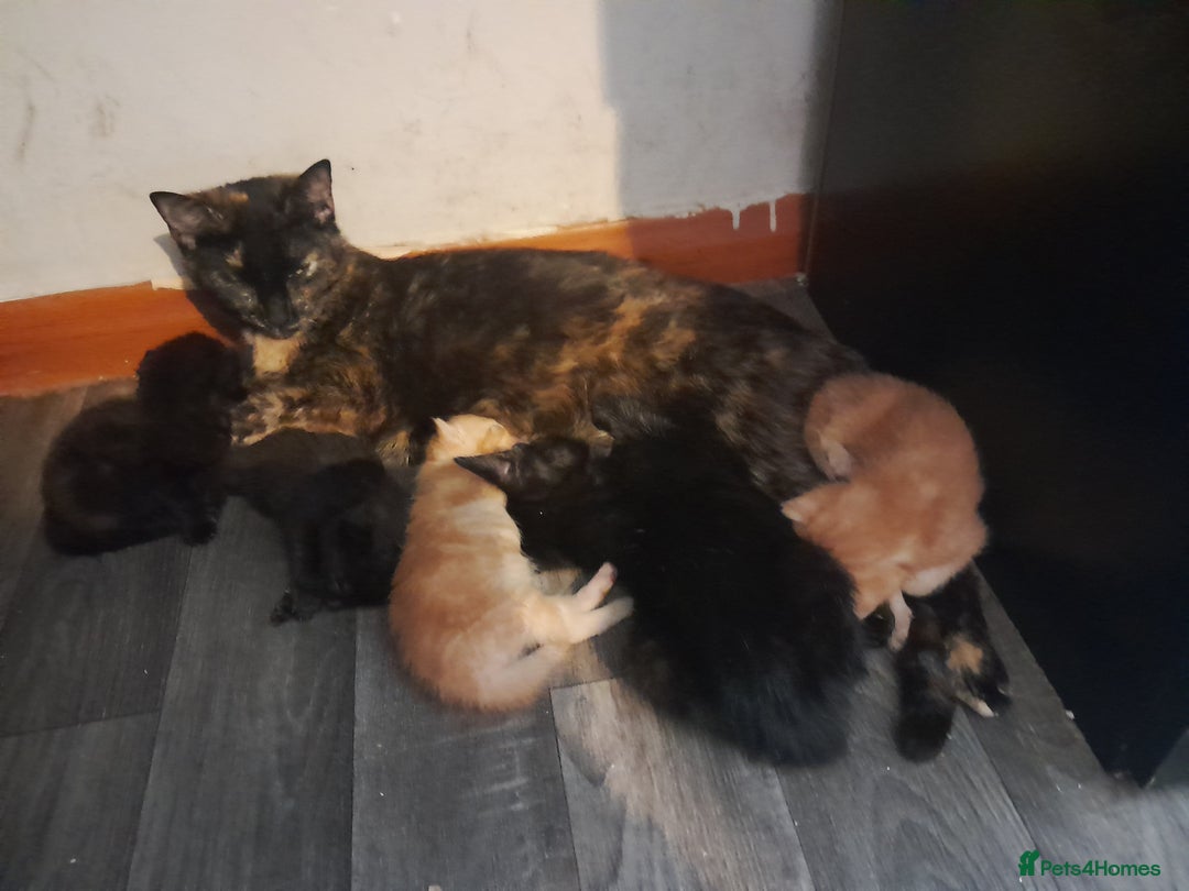Mixed Breed cats for sale: 3 beautiful kittens - Image 7