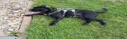 Cane Corso dogs for sale: Bonnie - Advert 7