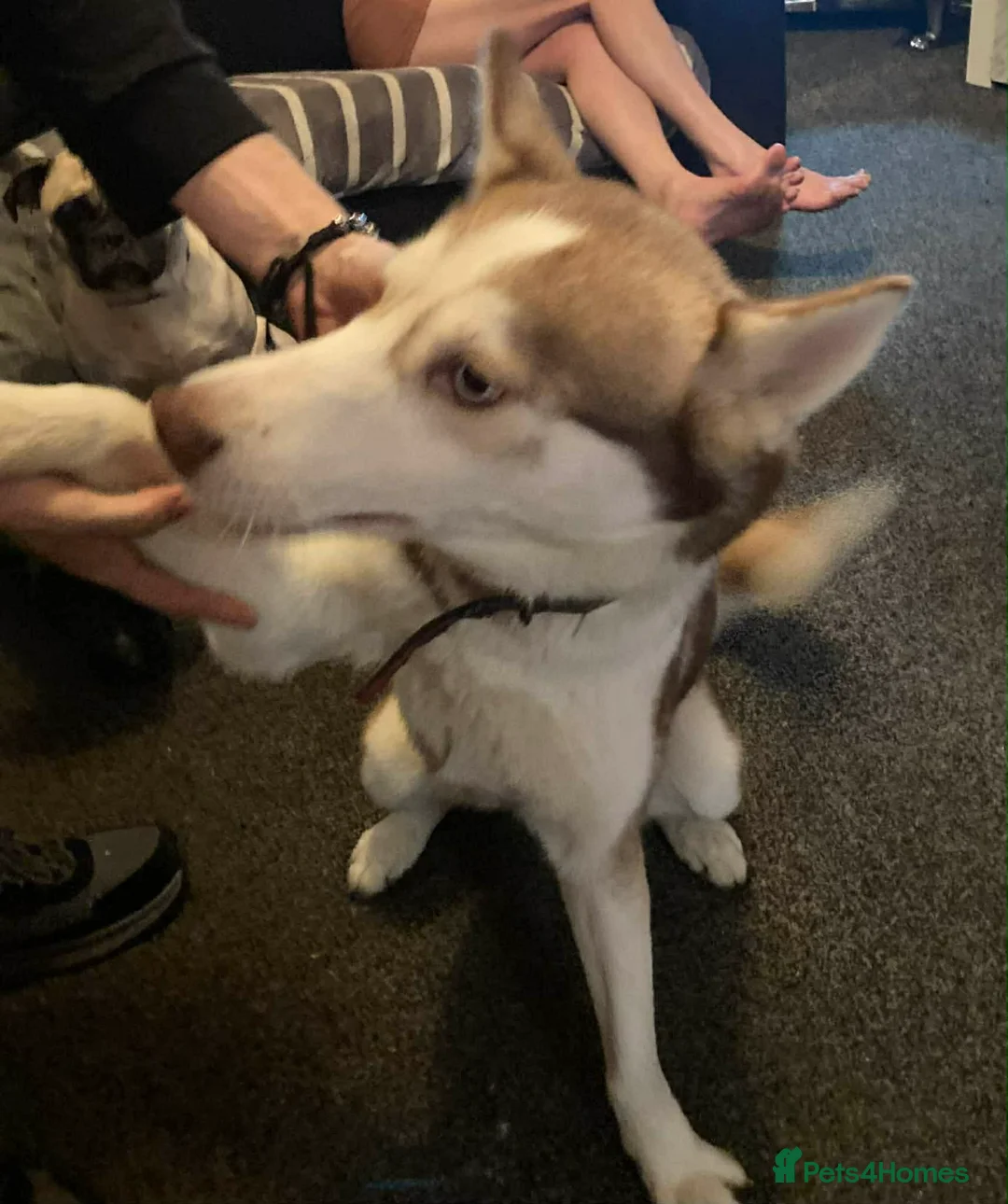 Siberian Husky dogs for sale: Hunter the Husky - Advert 1