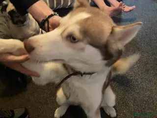 Siberian Husky dogs Hunter the Husky - Advert 1