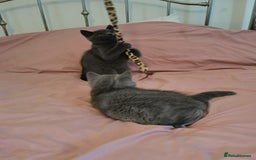 British Shorthair cats for sale: REDUCED LAST 4 REMAINING! TICA BRITISH SHORTHAIRS - Image 1