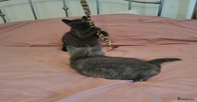 British Shorthair cats - Advert 3
