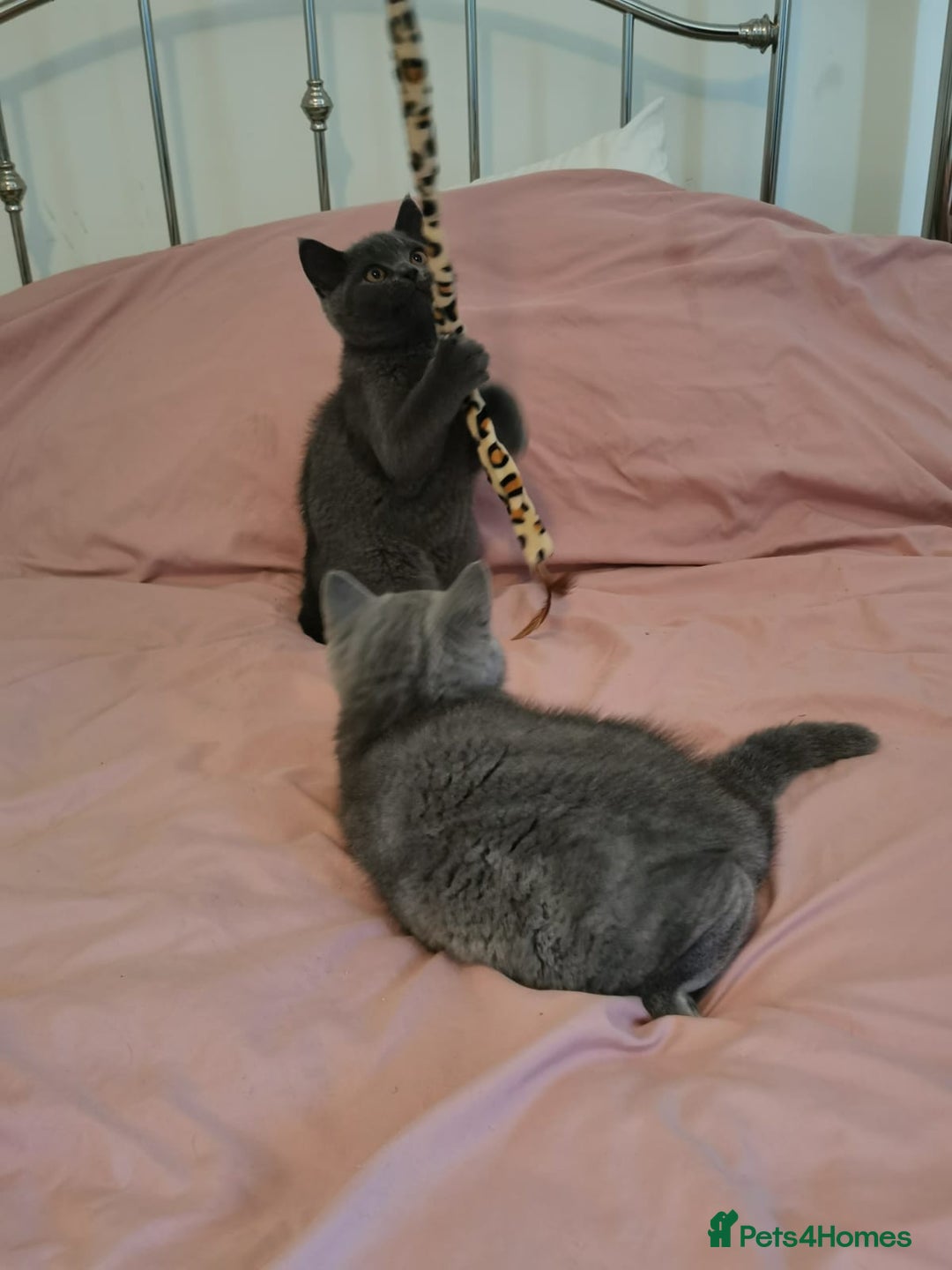 British Shorthair cats for sale: REDUCED LAST 4 REMAINING! TICA BRITISH SHORTHAIRS - Image 1