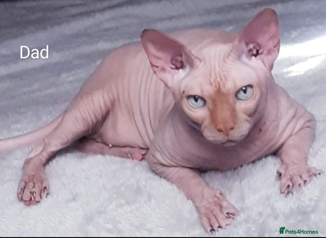 Sphynx cats for sale: GCCF ACTIVE GORGEOUS SPHYNX PEDIGREE KITTENS  - Advert 3