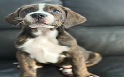 Mixed Breed dogs for sale: American Bulldog X Bernese mountain Dogs  - Image 26