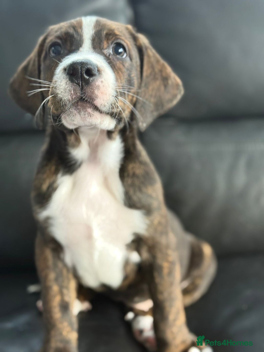Mixed Breed dogs for sale: American Bulldog X Bernese mountain Dogs  - Image 26