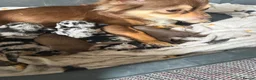 Chihuahua dogs for sale: Stunning litter of chihuahua babies!  - Advert 2