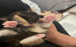 British Shorthair cats for sale: Kittens 4x male - Image 1