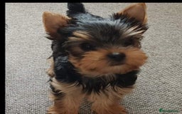 Yorkshire Terrier dogs for sale: Syper mini Yorkshire terrier boy pedigree register - Image 1