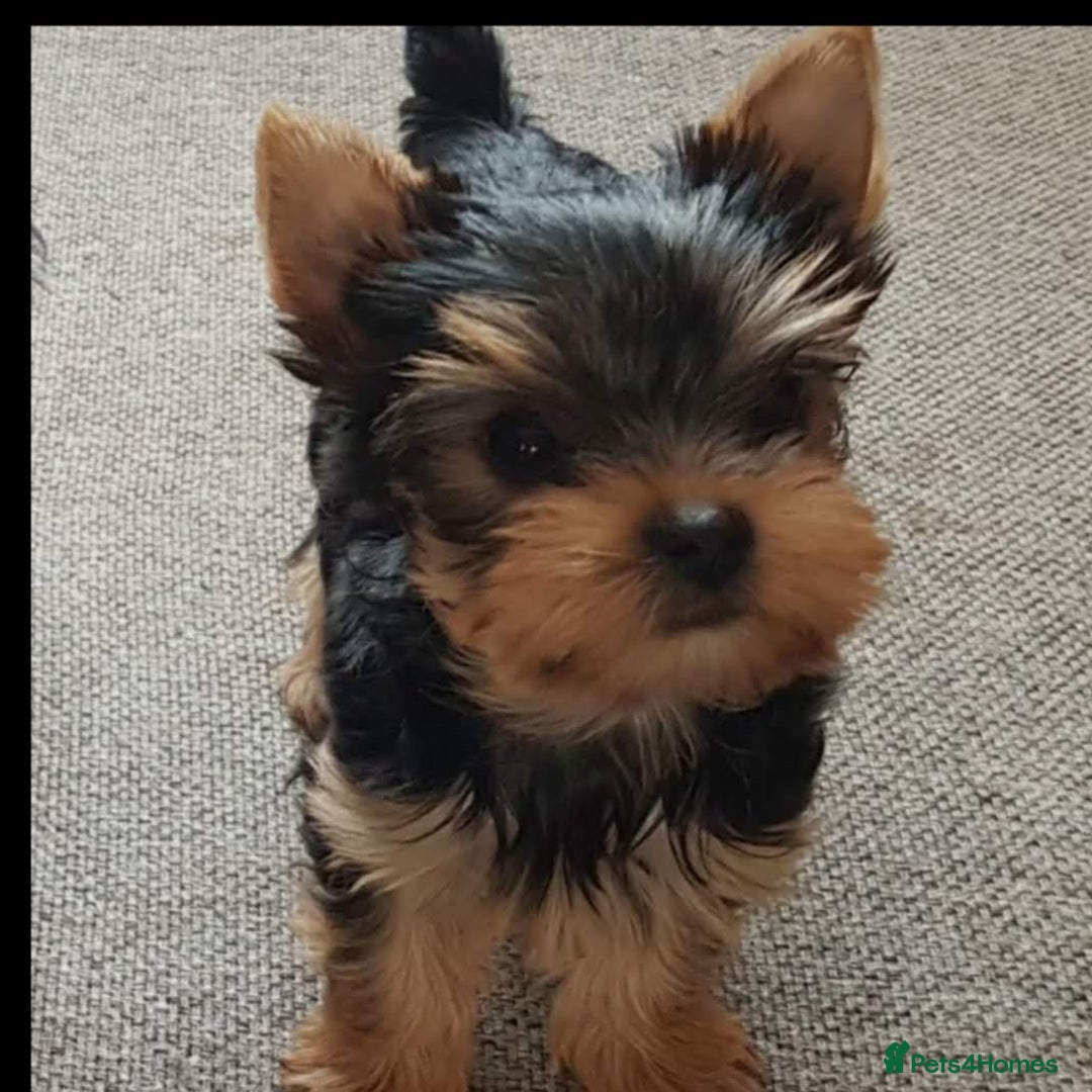 Yorkshire Terrier dogs for sale: Syper mini Yorkshire terrier boy pedigree register - Image 1