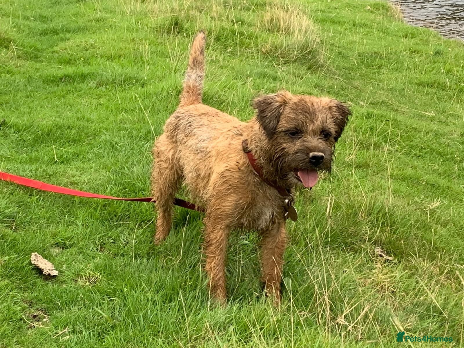 Border Terrier dogs kc border puppies  - Advert 1