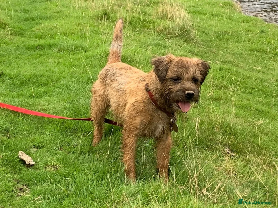 Border Terrier dogs for sale: kc border puppies  - Advert 1