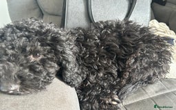 Miniature Poodle dogs for sale: Miniature poodles - Image 11
