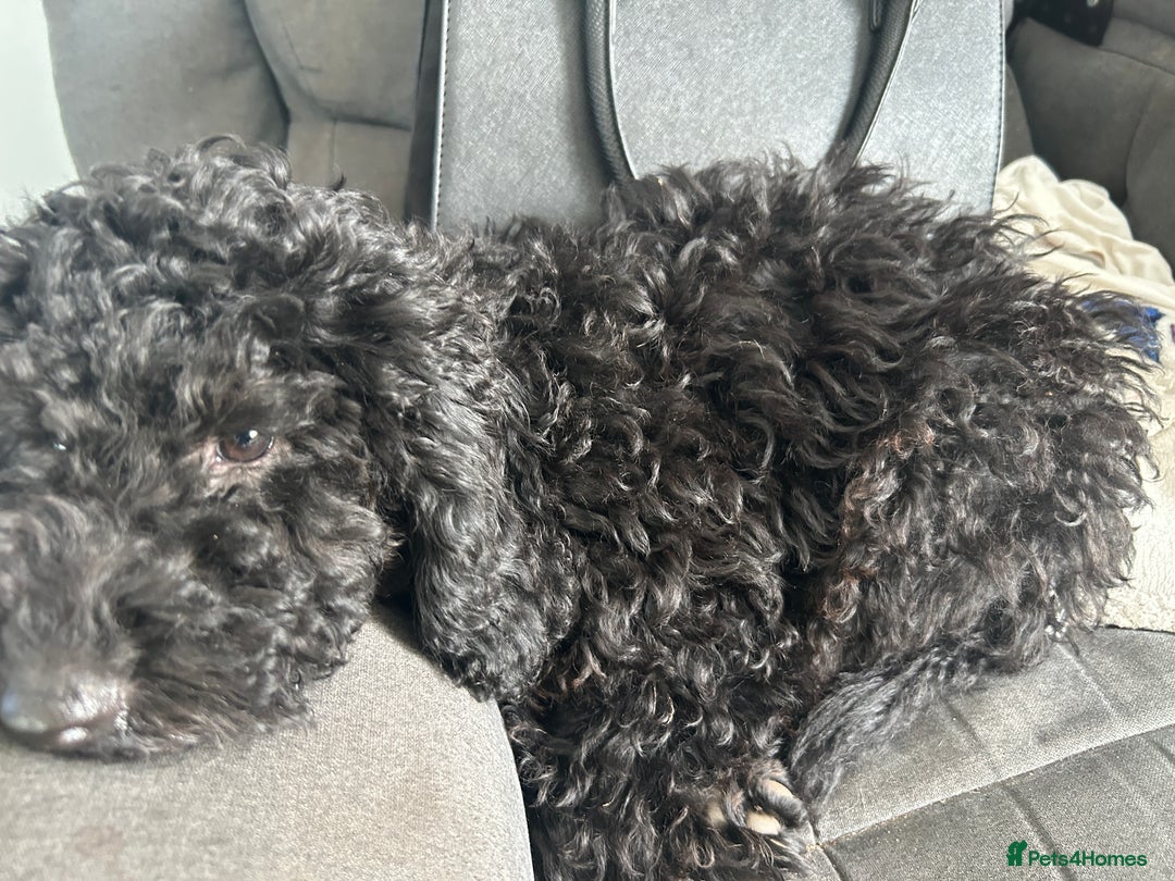 Miniature Poodle dogs for sale: Miniature poodles - Image 11