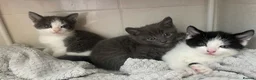 Mixed Breed cats for sale: 3 Tabby Kittens for Sale - Advert 8