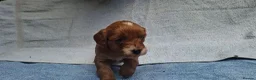 Cavapoo dogs for sale: Beautiful cavapoo puppies  - Advert 6