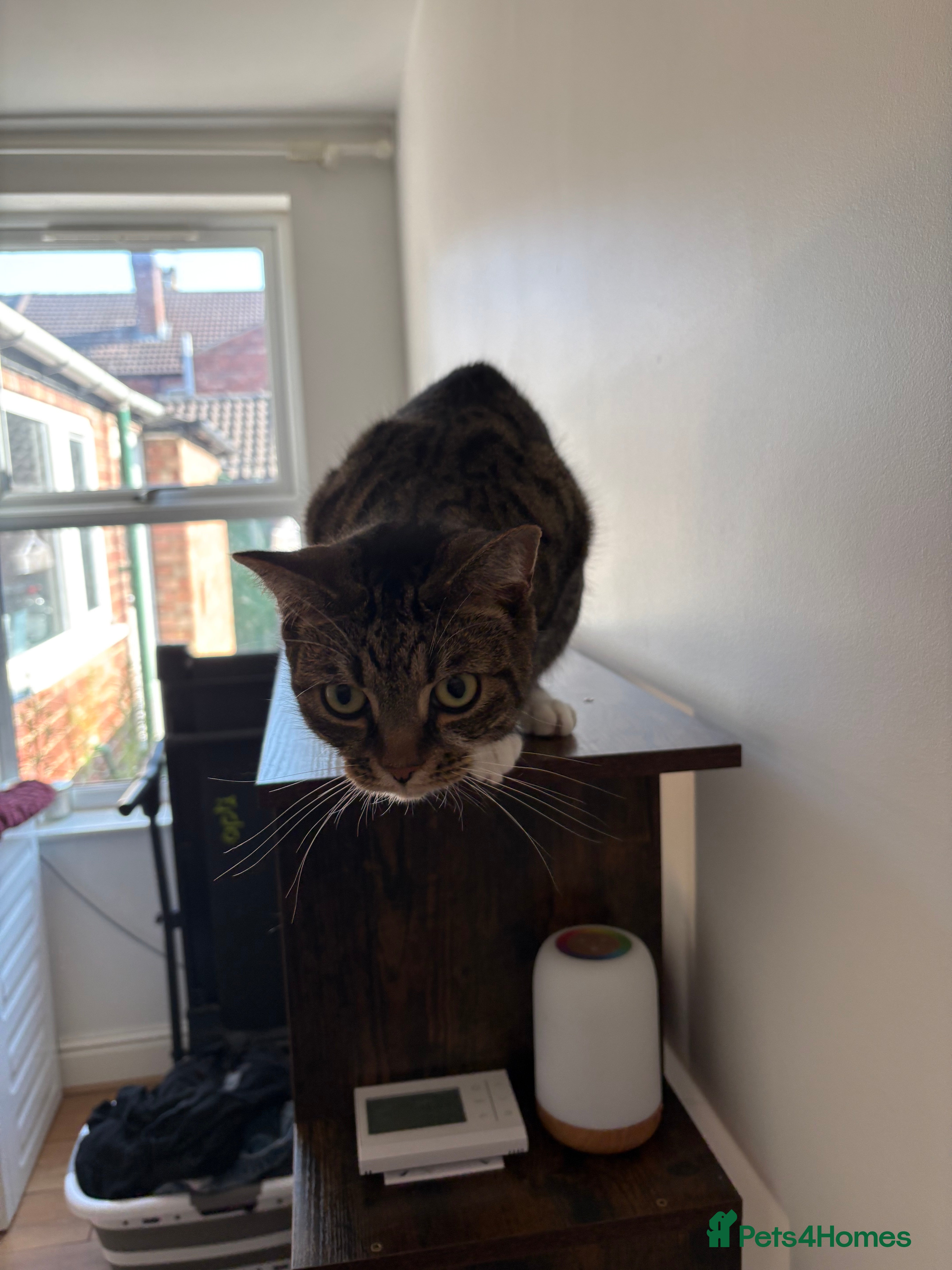 Mixed Breed cats 3 year old cat up for rehoming  - Advert 1