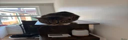 Mixed Breed cats for sale: 3 year old cat up for rehoming  in Lincoln - Advert 1